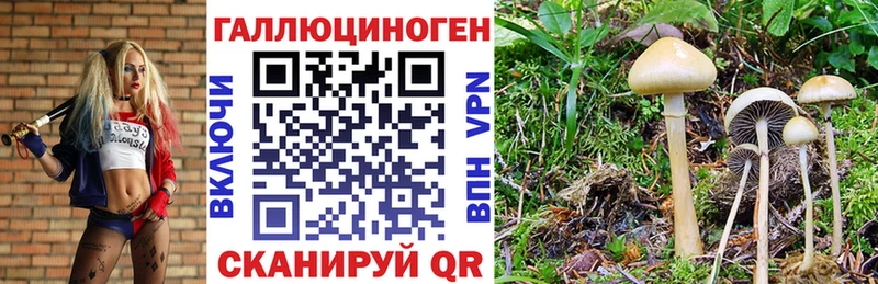 Галлюциногенные грибы Psilocybe  Купить где  Ак-Довурак 